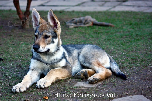 Mlad� vl�ek �SV