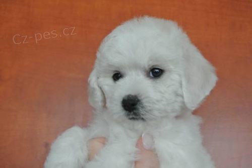 Bi�onek -�t���tka s PP