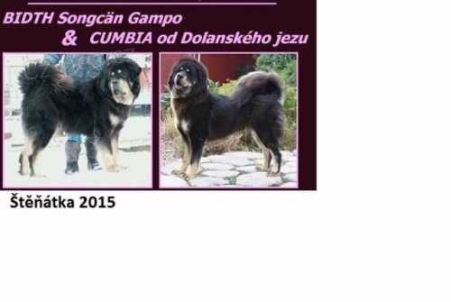 �t���tka Tibetsk� dogy s PP