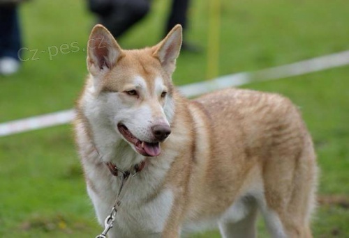 Zad�me �t��ata Saarloosova vl��ka