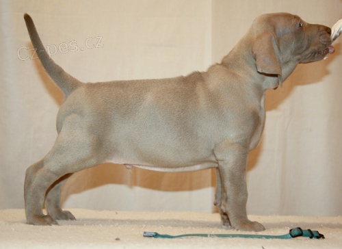 Posledn� dva pejskov� v�marsk�ho oha�e 