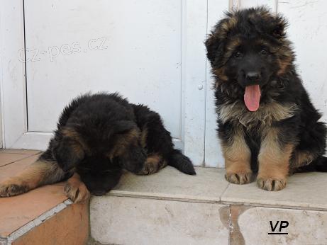 Prod�me kr�sn� �t��ata NO s PP