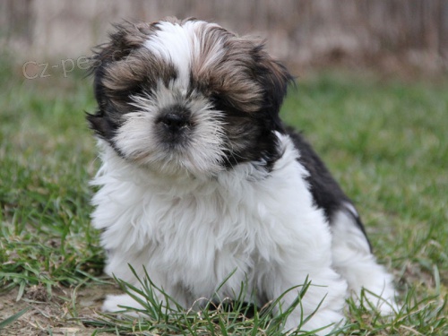 Shih-tzu, �i-tzu �t���tka s PP
