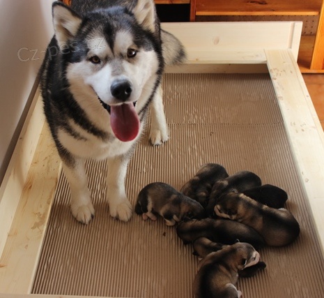 Chovatelsk� stanice od Petrov�ch kamen� prod� �t��ata Alja�sk�ch malamut� narozen� 27. b�ezna 2015
