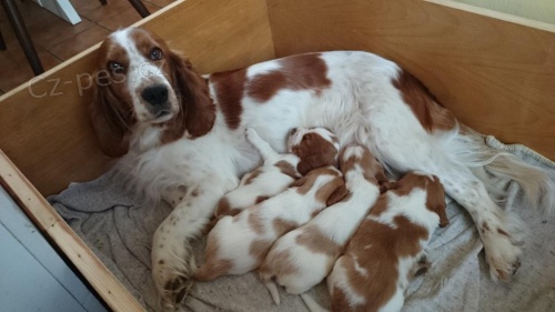 Wel��pringr�pan�l-�t��ata