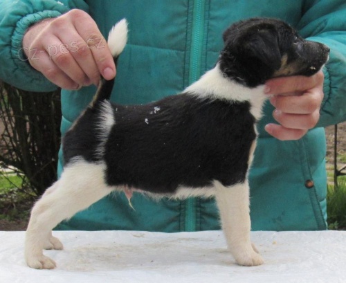 Foxteri�r hladkosrst� �t��ata s PP 