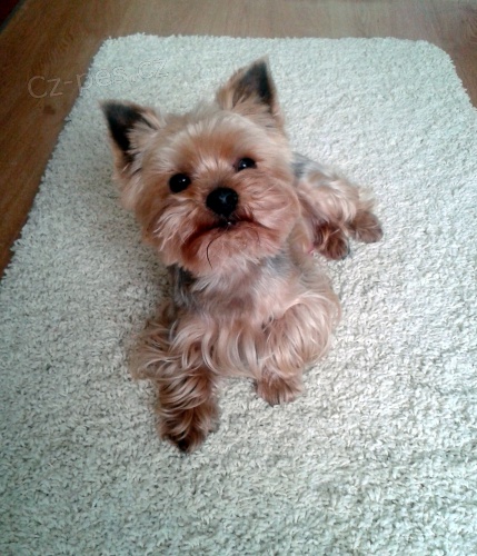 Jork��rsk� teri�r ke kryt�