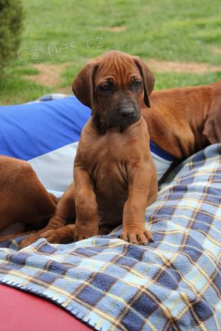 Vymazlen� �t���tka Rhod�sk� Ridgeback s PP
