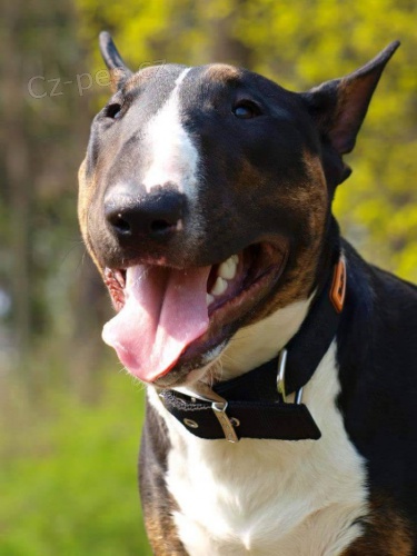 Nab�dka psa ke kryt�