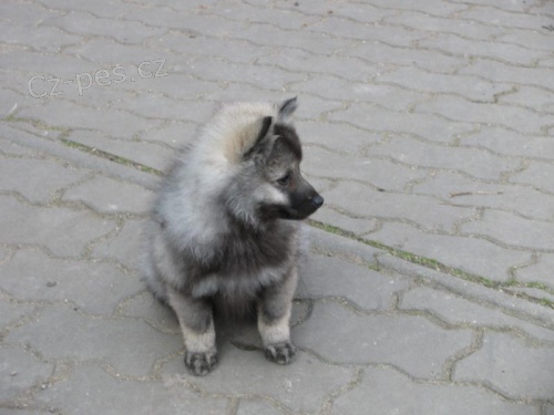 N�meck� �pic s PP vlko�ed�