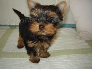 Jorkshirsk� terri�r