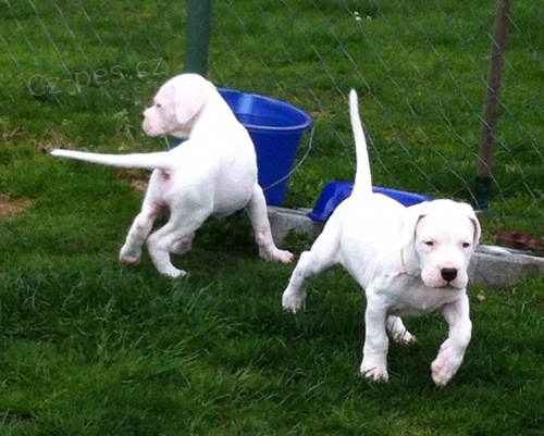 Argentinsk� doga pejsek s PP