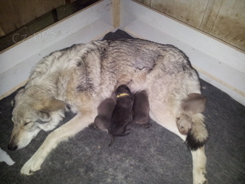 Saarloos�v vl��k