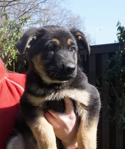 �t��ata n�meck�ho ov��ka s PP - pouze fenky