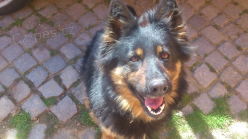 Hled�me �enicha ke kryt�