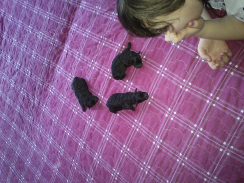 Prod�m �t��ata trasli��ho pudla