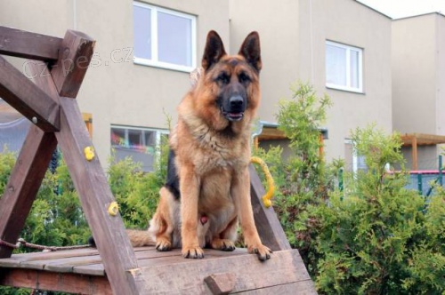 N�meck� ov��k s PP ke kryt�