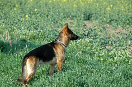 N�meck� ov��k ke kryt�