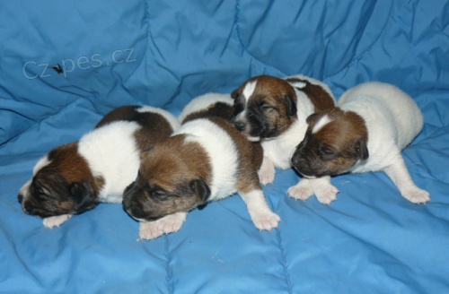 Foxterier hladkosrst� - �t��ata