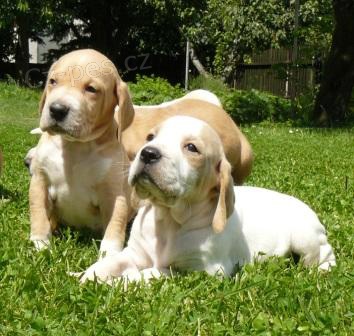 Pointer - �t��ata