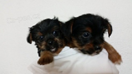 Jork��rsk� teri�r 