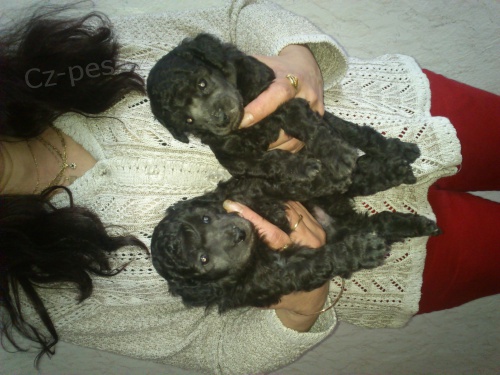 Prod�m �t��ata trasli��ho pudl