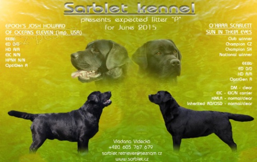 Labradorsk� retr�vr-�ern� a �okol�dov� �t�n�tka s PP