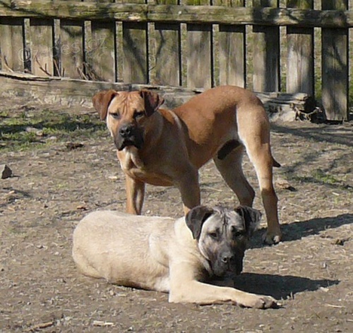 Perro de Presa Canario / kan�rsk� doga