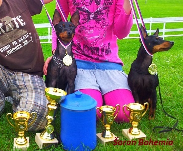 Anglick� toy teri�r