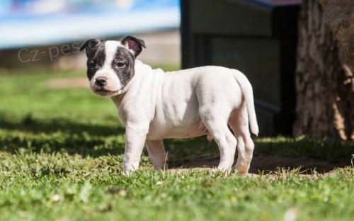 Staford��rsk� Bulteri�r