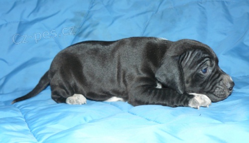 Pointer - �t��ata