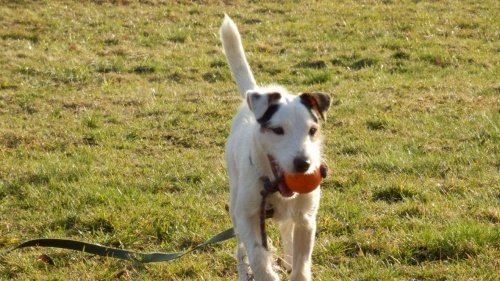 Parson Russell teri�r 