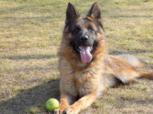 N�meck� ov��k s PP 1,5 roku