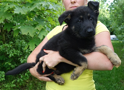 Atraktivn� fena n�meck�ho ov��ka