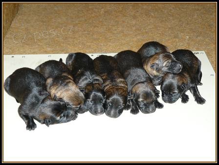 N�meck� ov��k �t��ata s PP