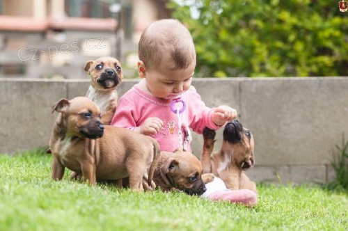 Staford��rsk� bullterier s PP