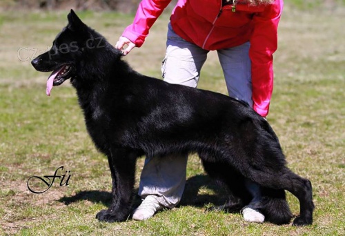 N�meck� ov��k - prod�m �t��ata