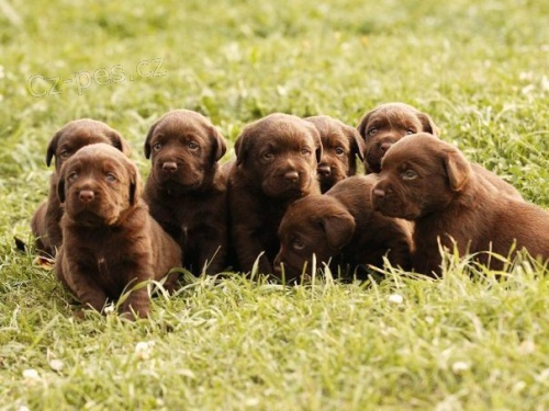 Labrador �okol�dov� �t���tka s PP