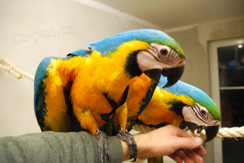 Roztomil� papou�ci k prodeji.  