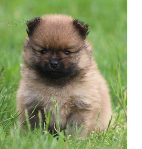 N�meck� �pic mal� oran�ov�