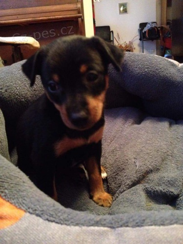 pra�sky krysa�ik