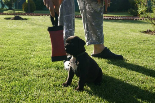 TMAV� ��HAN� PEJSEM S N�PRSENKOU, ODB�R OD 4.6.2015