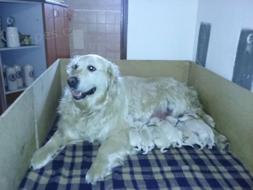 �t���tka zlat�ho retrievra