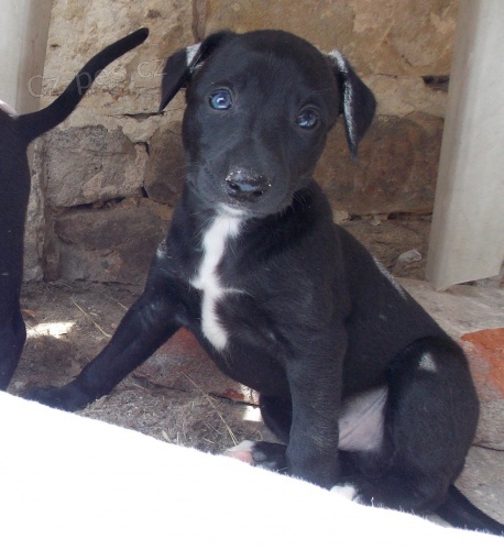 5 kr�sn�ch pejsk� whippeta