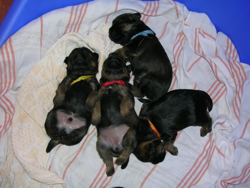 Border teri�r �t�n�