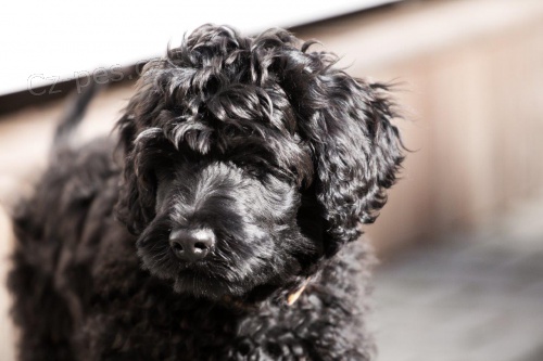 Portugalsk� vodn� pes - rezerv�cia