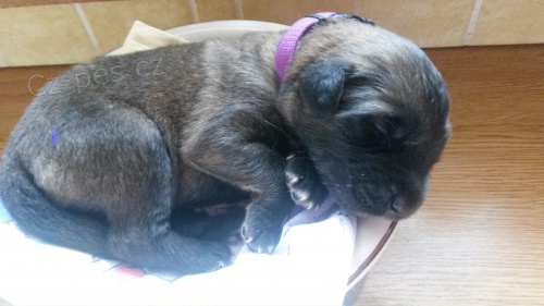 �t���tka Leonbergera s PP