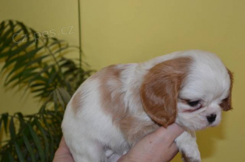 Kaval�r king charles �pan�l - �t��ata