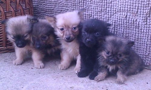 N�meck� �pic s PP