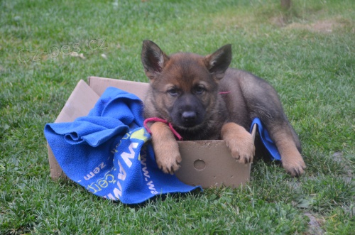 �t���tka - N�meck� ov��k